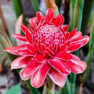 50 seeds Red Torch Ginger Plant (Etlingera Elatior &#39;Red&#39;) Seeds