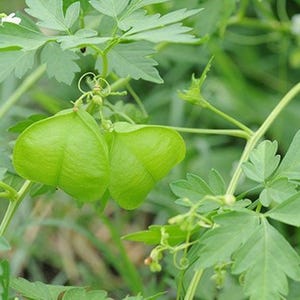 Cardiospermum halicacabum, Love-in-a-puff, Balloon Vine - 100 Seeds