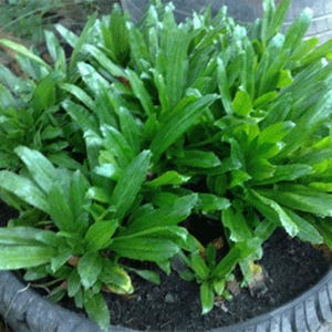 Culantro Seeds: Caribbean Herb, Sawtooth Coriander - 500 Seeds