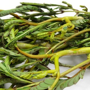 50 seeds Water mimosa Neptunia oleracea Lour. Thai herbal vegetable