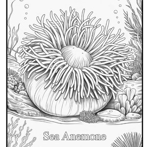 May include: Black and white illustration of a sea anemone. The image shows a detailed drawing of the sea creature with long, flowing tentacles surrounding a central body. The text "Sea Anemone" is written at the bottom.