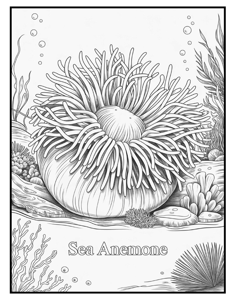 May include: Black and white illustration of a sea anemone. The image shows a detailed drawing of the sea creature with long, flowing tentacles surrounding a central body. The text "Sea Anemone" is written at the bottom.