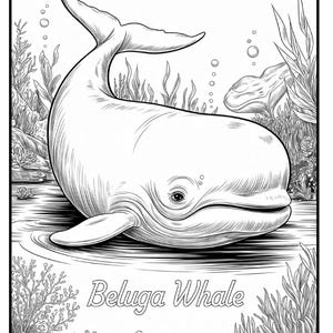May include: Black and white illustration of a beluga whale in its aquatic environment. The whale is depicted with detailed shading, surrounded by seaweed and bubbles. The text "Beluga Whale" is written below the whale.