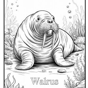 May include: Black and white illustration of a walrus with large tusks, whiskers, and a textured body. The word "Walrus" is printed below the animal. The walrus is surrounded by seaweed and bubbles.