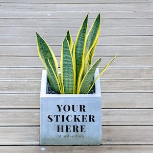 Könnte beinhalten: Eine Sansevieria in einem quadratischen, hellgrauen Betonpflanzgefäß. Die Pflanze hat grün-gelb gestreifte Blätter. Der Pflanztopf trägt den Text "YOUR STICKER HERE" in Schwarz. Er steht auf einer Holzterrasse.