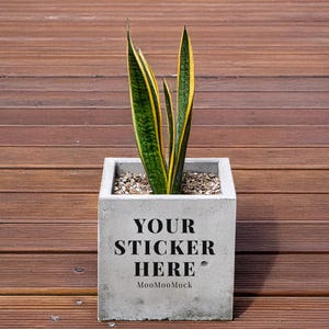 以下が含まれることがあります： 緑と黄色の縞模様の葉を持つ鉢植えのサンスベリア。正方形のコンクリートプランターに入っています。プランターには黒い文字で「YOUR STICKER HERE」と書かれています。プランターは木製の表面に置かれています。