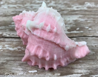 Pink Murex Shell Shaped Soap with Goat's Milk | Beach Themed Gift for Her | Hostess Gift | Ocean Theme | Seashell | Stocking Stuffer