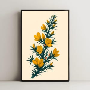 Könnte beinhalten: Ein gerahmter botanischer Kunstdruck, der einen Ginsterzweig mit leuchtend gelben Blüten und dunkelgrünem, stacheligem Laub auf cremefarbenem Hintergrund zeigt. Die Illustration zeigt eine detaillierte, vertikale Anordnung blühender Blütenblätter.