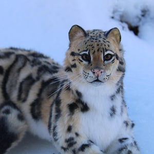 May include: A soft toy snow leopard with a cream and black spotted coat, resting in the snow. The toy has detailed facial features, including brown eyes and a pink nose, and is set against a snowy background.