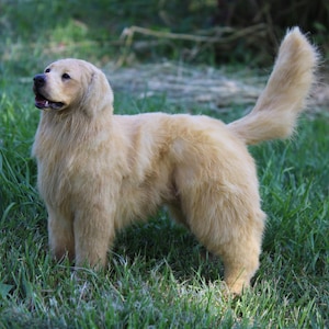 May include: A light brown golden retriever dog stands in a grassy field. The dog has a fluffy tail and is looking upwards. The dog's fur is a soft, light brown colour, and the grass is a vibrant green. The dog's body is well-defined.