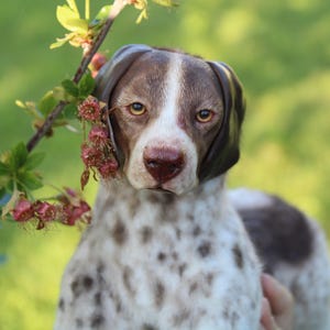May include: A close-up of a dog with brown and white spotted fur, brown ears, and a white stripe down its face. The dog is set against a blurred green backdrop, with a flowering branch in the foreground.
