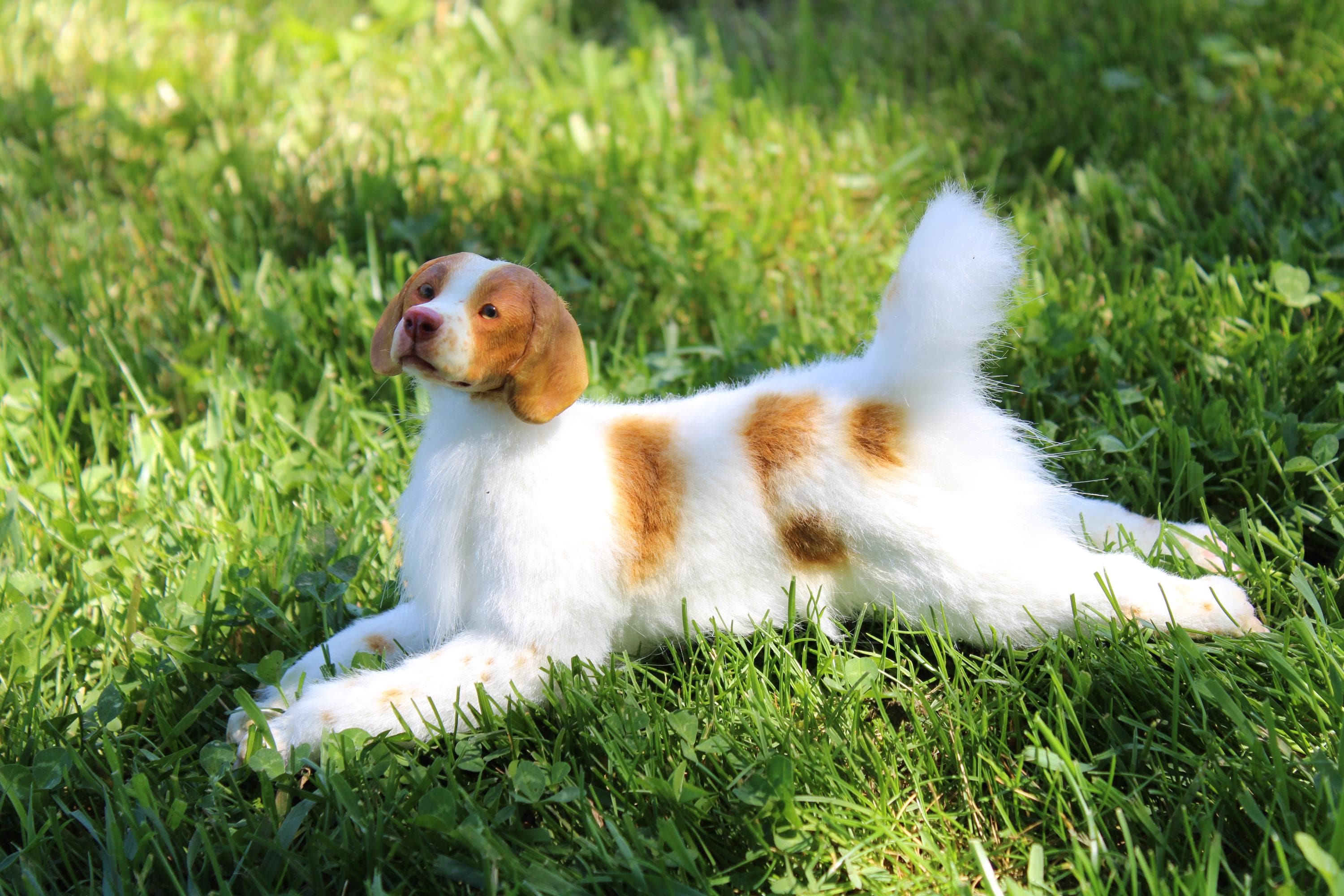 Interessante weetjes en tips voor je huisdieren - Delcon – Delcon Petfood  Shop, image size:3000x2000