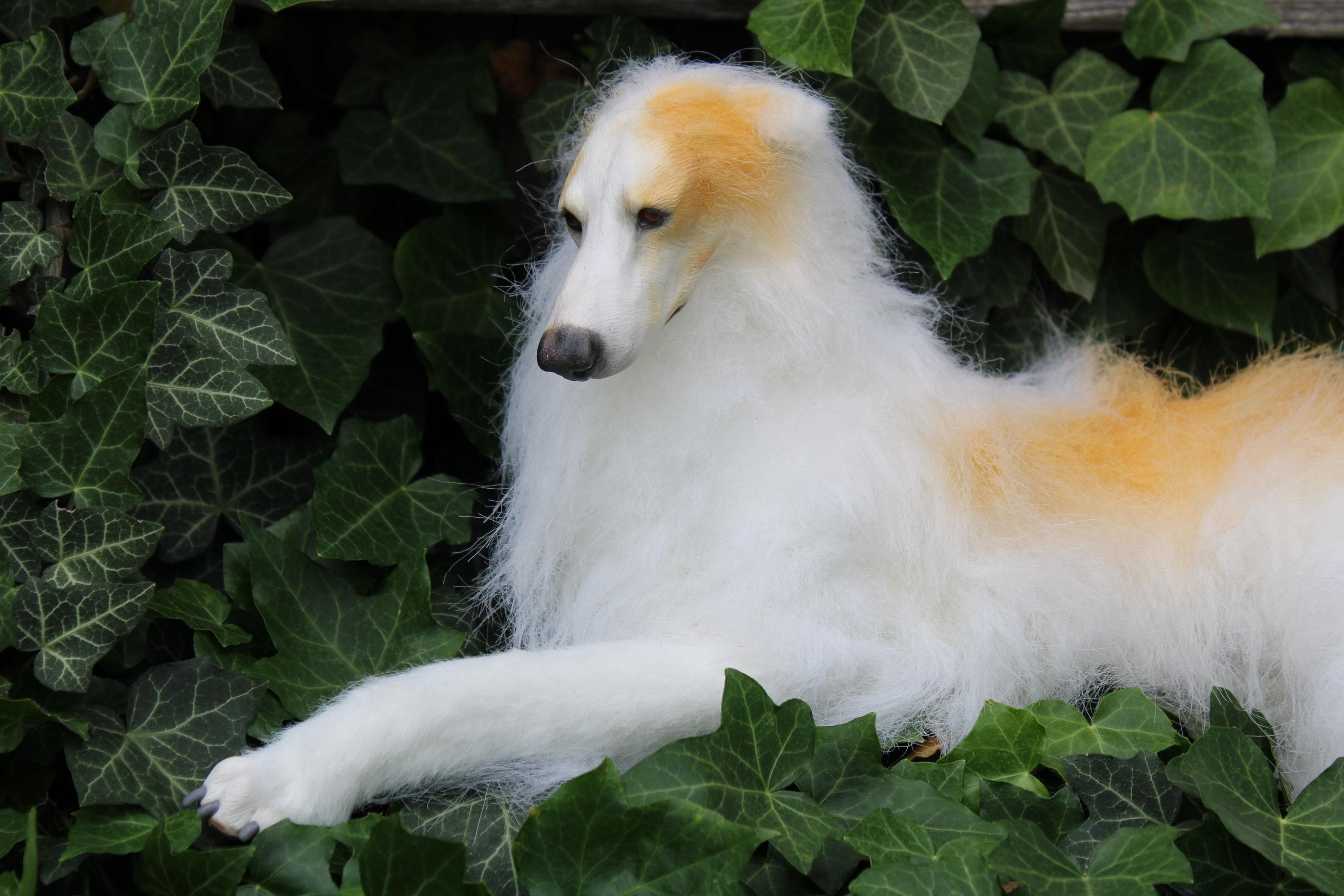 Borzoi Long Hair Saluki Borzoi Long Hair Greyhound Dog Long Hair Sales