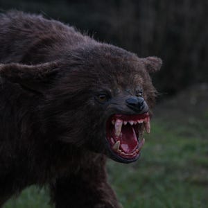 May include: A close-up of a snarling, dark brown creature with sharp teeth and an open mouth. The creature has dark fur and is set against a blurred background of green grass and dark foliage.