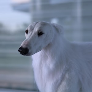 Handgjord Borzoi-konstdocka – Hundskulptur i fuskpäls, Husdjursminne