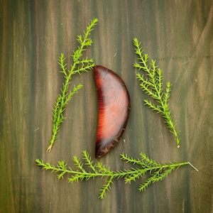 Op de afbeelding: Een donker houten object met een gebogen vorm, mogelijk een decoratief element, wordt omringd door drie takjes heldergroen blad. De opstelling staat tegen een donkere, getextureerde houten achtergrond, wat een natuurlijke, aardse uitstraling creëert.