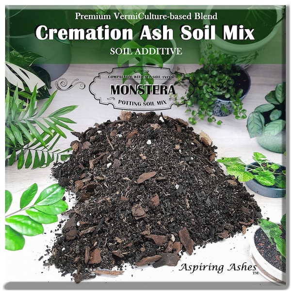 Thai Constellation Monstera Node Etsy