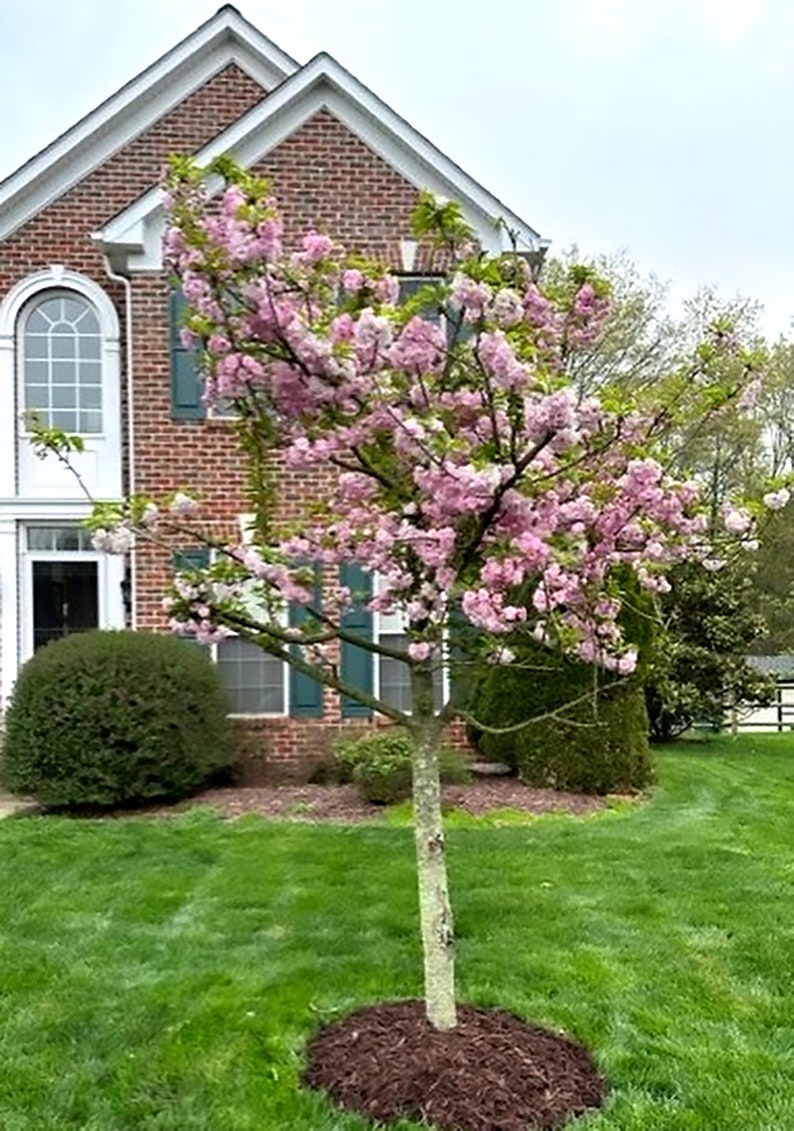 Memorial Cherry Tree of Life CREMATION ASH SOIL Mix Plant a Tree From