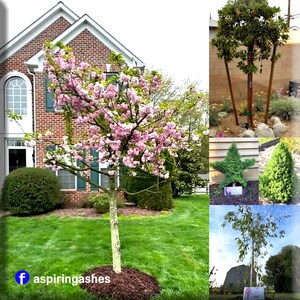 Customer photo collage of established memorial trees: a pink flowering cherry in a front yard, a multi-trunk ornamental tree, two evergreens and a young deciduous tree planted with prepared cremation ashes.