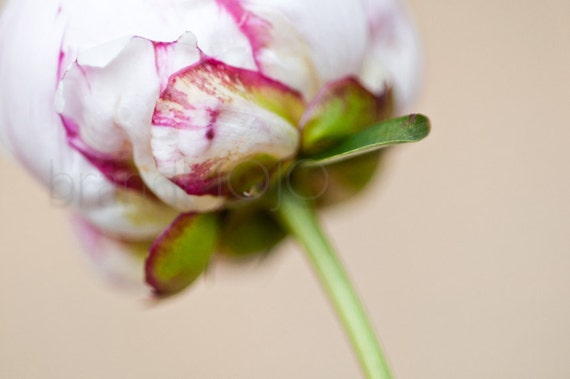 Floral Peony Photography Hot Soft Pink Magenta Cottage Flower Etsy