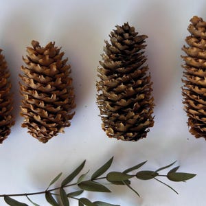 Może przedstawiać: Cztery brązowe szyszki na białym tle. Szyszki są różnych rozmiarów i kształtów.