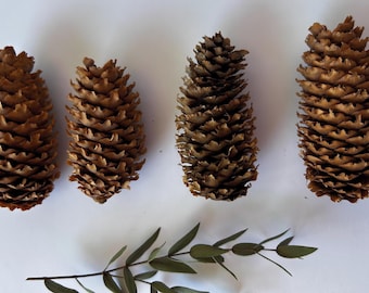 Natural Spruce Pine Cones (15 Pack): Rustic Woodland Decor