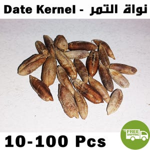 Semilla de palmera datilera natural marroquí - نواة التمر