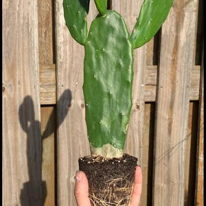 Prickly Pear Cacti