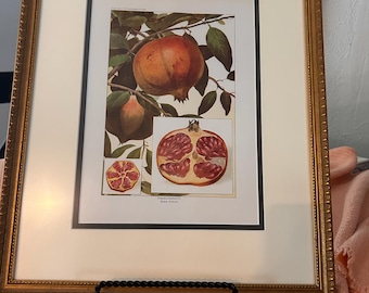1920’s Food Encyclopedia Print, Pomegranate, Gallery Framed, Mint Condition.