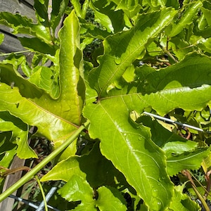 Passion Fruit Vine (Live Plant)
