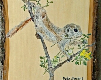 Round-tailed Ground Squirrel and Creosote Bush on wood