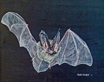 BAT! Townsend's Big-eared Bat drawing on wood