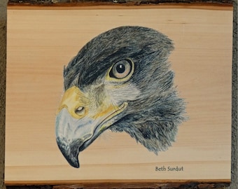 Harris's hawk nature drawing on wood