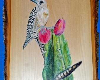 Gila Woodpecker on desert cactus