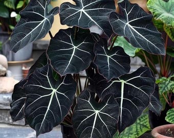 Wit-zwarte olifantenoorbellen – zeldzame tropische schaduwplant voor potten en tuin