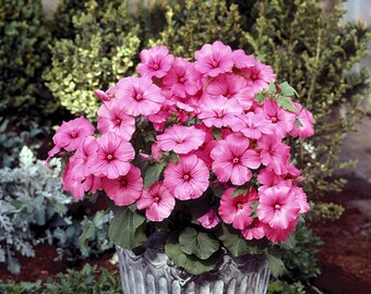 1000 semillas de Lavatera rosa – Semillas de flores anuales de malva rosa para plantar en el jardín