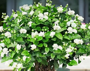 100PCS Jasmine Vine Seeds – Fragrant Climbing Flower Seeds for Outdoor Garden Planting