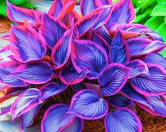 Purple & Pink Hosta Seeds 200+ – Perennial Shade Garden Plant, Heirloom Non-GMO