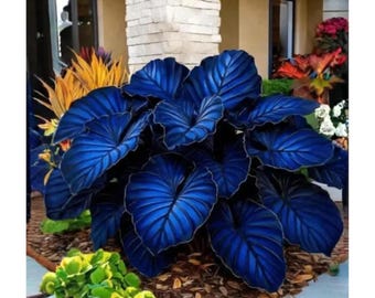 Midnight Blue Hosta Seeds 200+ – Zeldzame meerjarige schaduwtuinplant