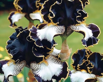 200+ witzwarte iriszaden – zeldzame meerjarige bloemzaden voor het planten van buiten in de tuin