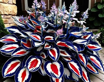 Blue White Red Hosta Seeds 200+ – Rare Perennial Shade Garden Plant