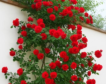 100 semillas de rosa trepadora roja: flor perenne fragante de variedad antigua para jardín y pérgola.