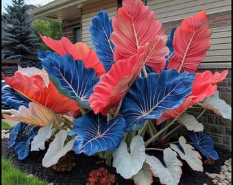 Roze blauw-witte olifantenoorbellen – tropische schaduwplant voor in de tuin en in potten