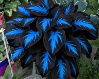 Hosta Seeds 200+ nachtblauwzwart – Zeldzame meerjarige schaduwtuinplant
