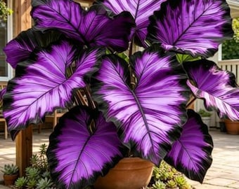 Purple Black Elephant Ear Plant – Exotic Tropical Foliage for Garden & Pots