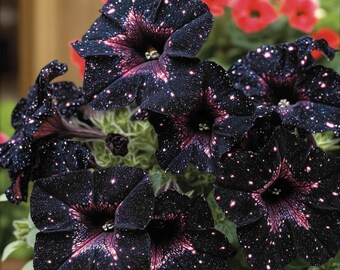 500 semillas de petunia "Cielo Estrellado" – Semillas de petunia colgante multicolor variegada