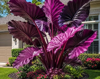 Paarse olifantenoorbollen – tropische schaduwtuinplant, sierblad voor in potten en buiten