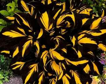 Yellow & Black Hosta Seeds 200+ – Perennial Shade Garden Plant, Heirloom Non-GMO