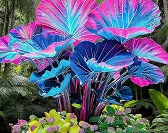 Bulbi di Alocasia (orecchie d'elefante) rosa e blu – Pianta tropicale da giardino ombreggiato, fogliame ornamentale per vasi e spazi esterni