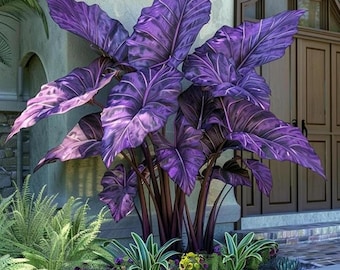 Purple Elephant Ear Bulbs – Tropische schaduwplant voor in de tuin en in potten